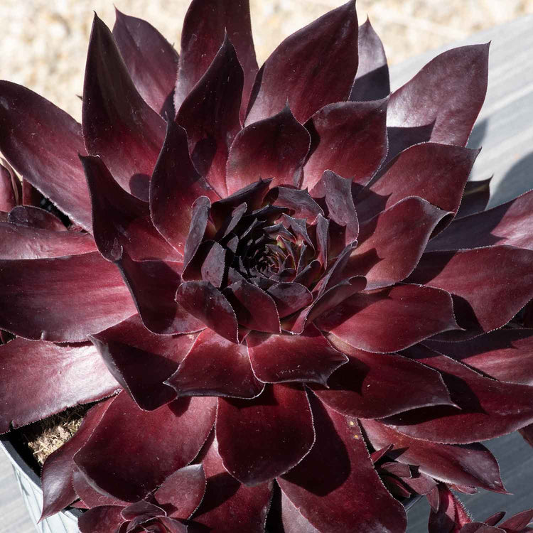 Sempervivum Plant 'Supersemps Onyx'