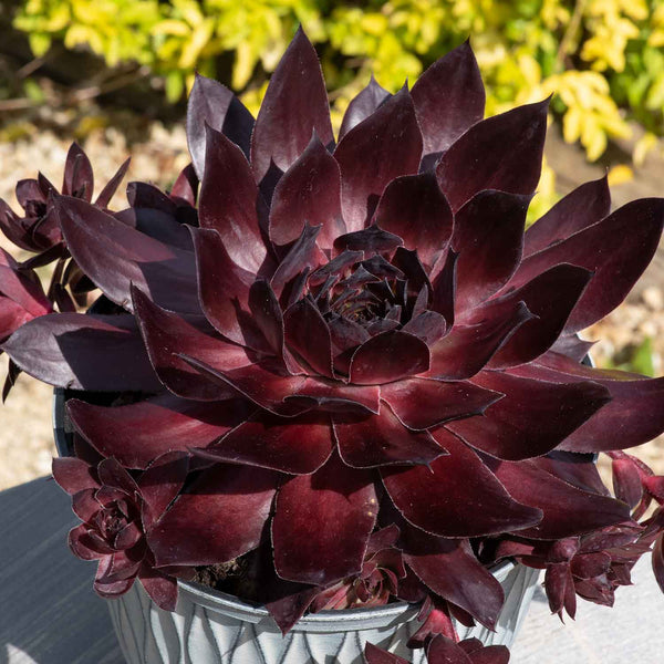 Sempervivum Plant 'Supersemps Onyx'