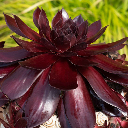 Sempervivum Plant 'Supersemps Onyx'