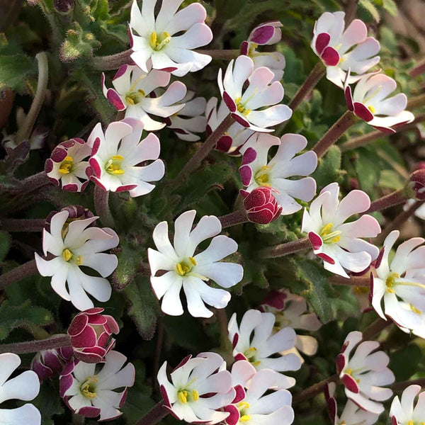 Zaluzianskya Plant 'Star Balsam'