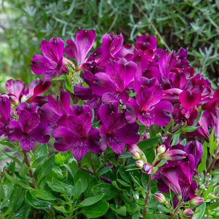 Alstroemeria Plant 'Inticancha Paraiso'