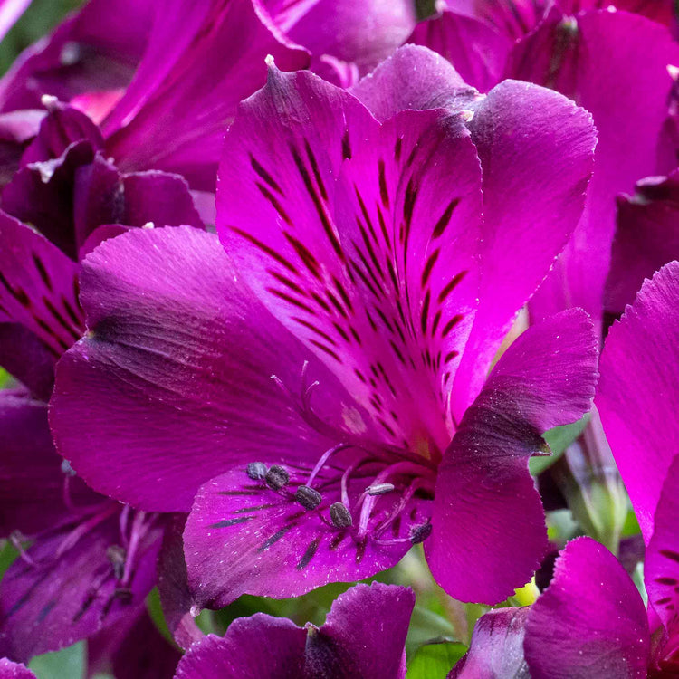 Alstroemeria Plant 'Inticancha Paraiso'