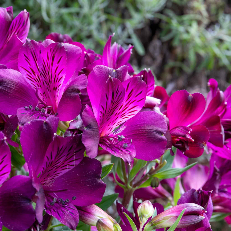 Alstroemeria Plant 'Inticancha Paraiso'