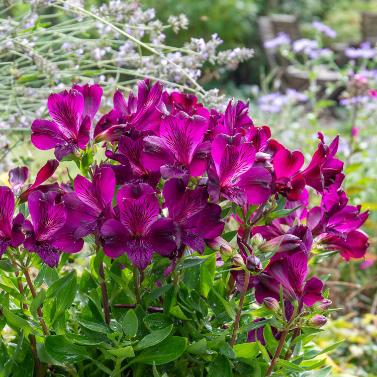 Alstroemeria Plant 'Inticancha Paraiso'