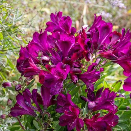 Alstroemeria Plant 'Inticancha Paraiso'