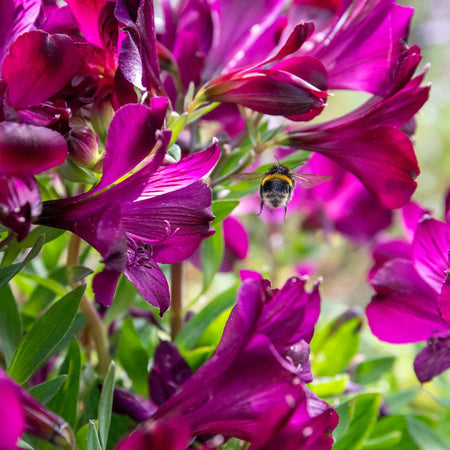 Alstroemeria Plant 'Inticancha Paraiso'