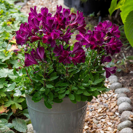 Alstroemeria Plant 'Inticancha Paraiso'