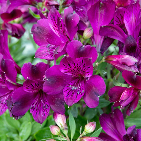 Alstroemeria Plant 'Inticancha Paraiso'