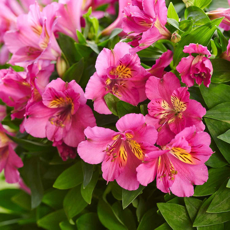 Alstroemeria Plant 'Inticancha Sunstar'