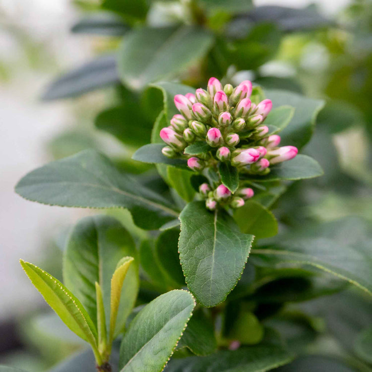 Escallonia Leavis Plant 'Pink Elle'