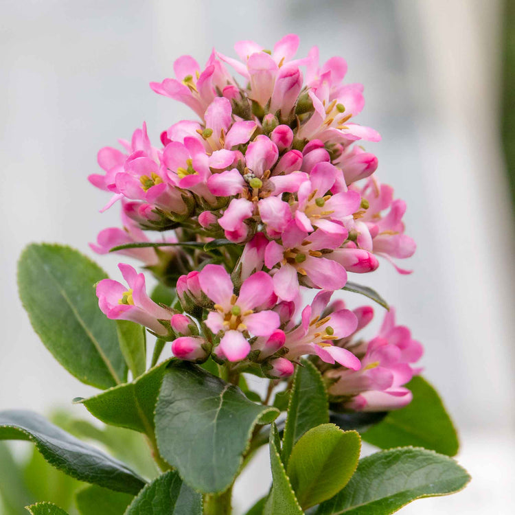 Escallonia Leavis Plant 'Pink Elle'