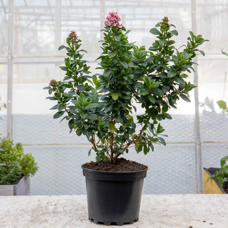 Escallonia Leavis Plant 'Pink Elle'