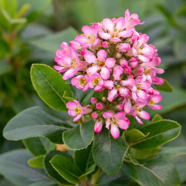 Escallonia Leavis Plant 'Pink Elle'