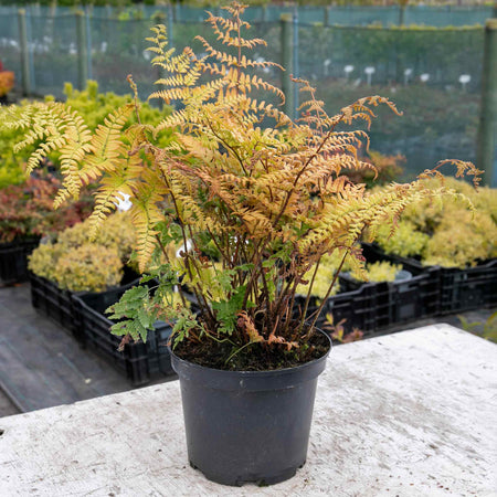 Dryopteris Plant 'Erythrosora'