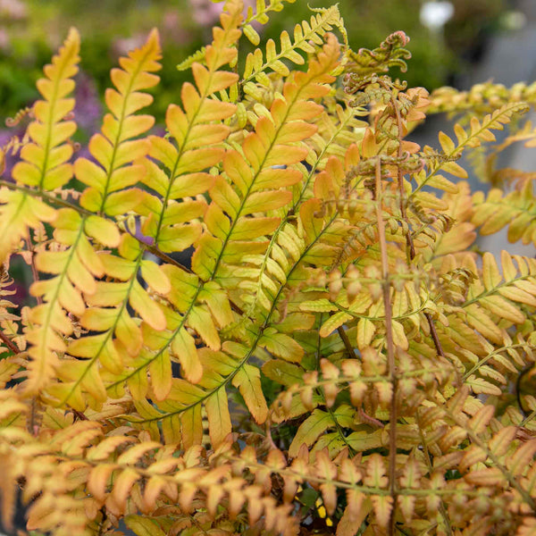 Dryopteris Plant 'Erythrosora'