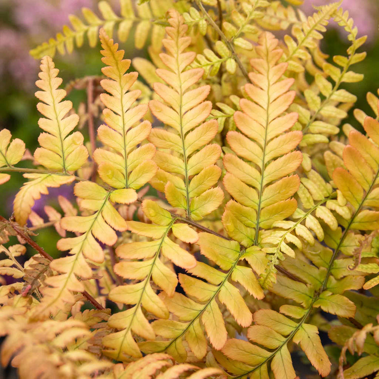 Dryopteris Plant 'Erythrosora'