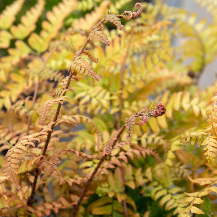 Dryopteris Plant 'Erythrosora'