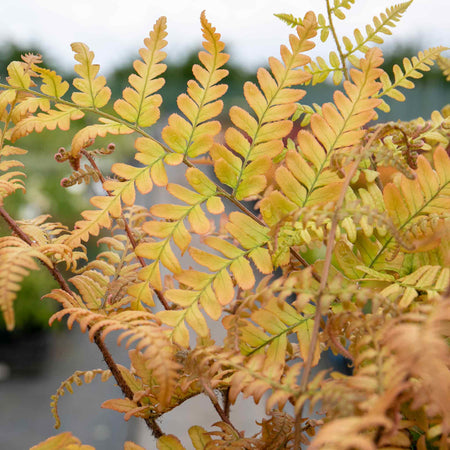 Dryopteris Plant 'Erythrosora'