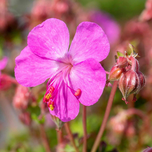 Geranium Plant 'Intense'