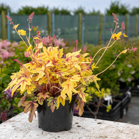 Heucherella Plant 'Eye Spy'