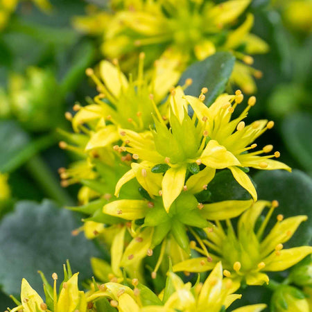 Sedum Plant 'Little Miss Sunshine'