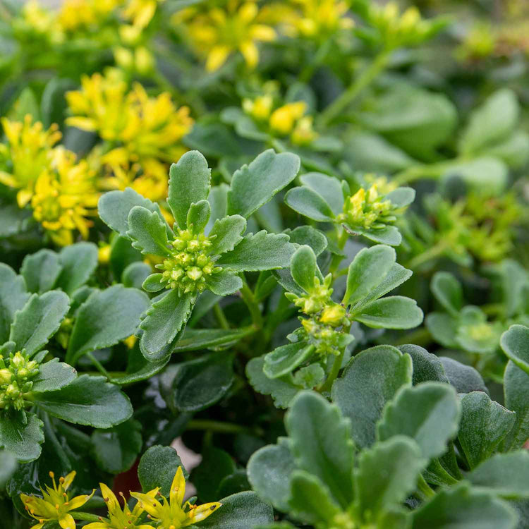 Sedum Plant 'Little Miss Sunshine'