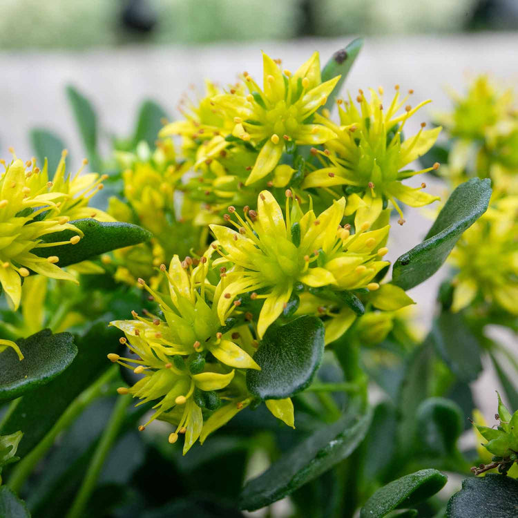 Sedum Plant 'Little Miss Sunshine'