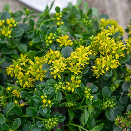 Sedum Plant 'Little Miss Sunshine'