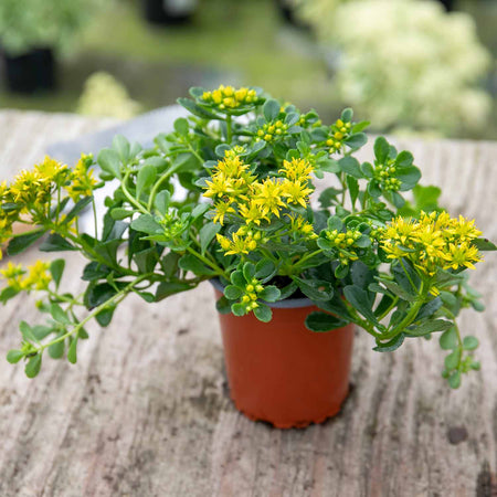 Sedum Plant 'Little Miss Sunshine'