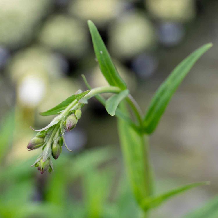 Penstemon Plant 'Blackbird'