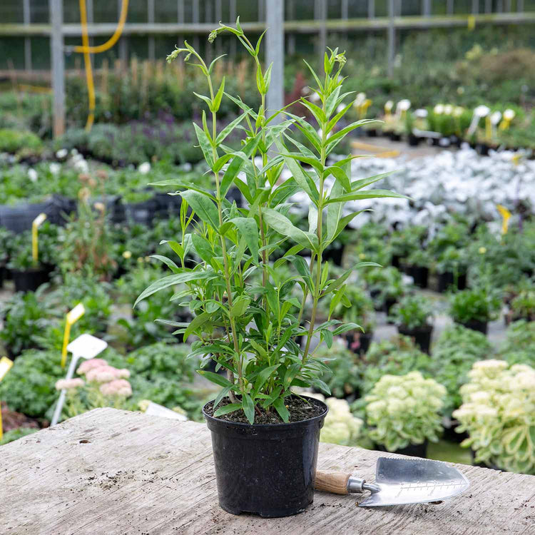 Penstemon Plant 'Blackbird'