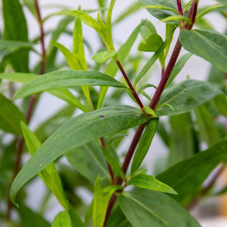 Penstemon Plant 'Purple Bedder'