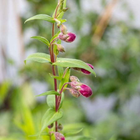 Penstemon Plant 'Purple Bedder'