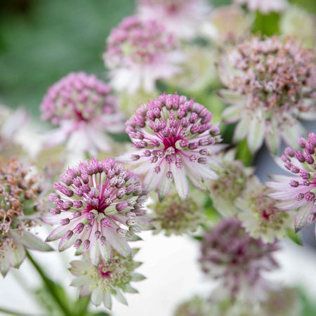 Astrantia Plant 'Star of Love'