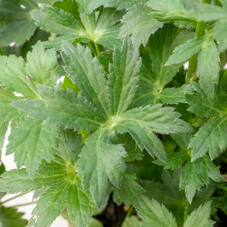 Astrantia Plant 'Star of Love'