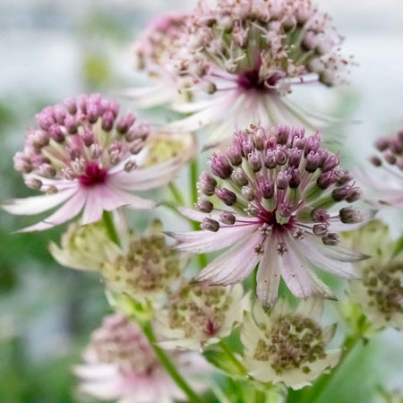 Astrantia Plant 'Star of Love'