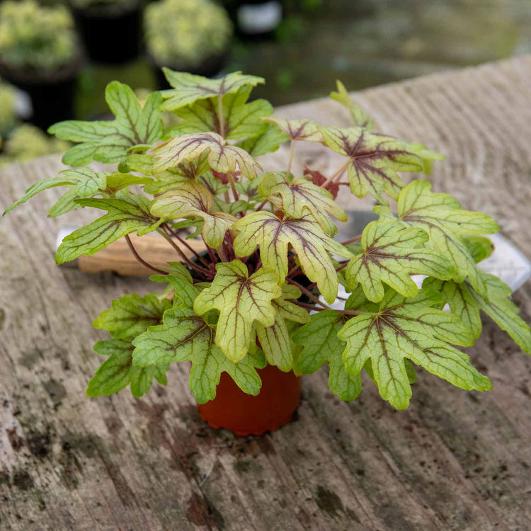 Heucherella Plant 'Eye Spy'