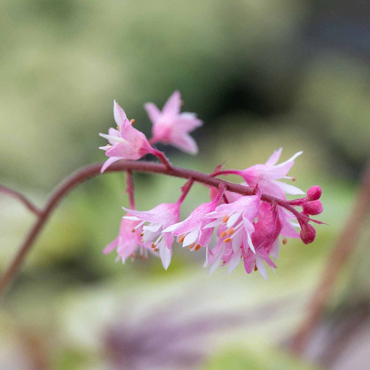 Heucherella Plant 'Eye Spy'