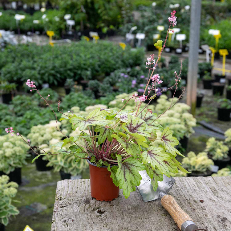 Heucherella Plant 'Eye Spy'