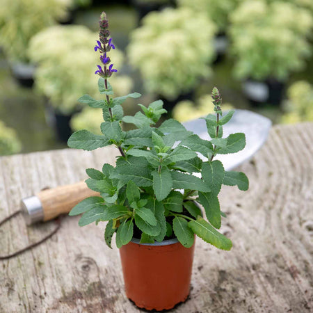 Salvia Plant 'Caradonna Compact'