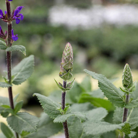 Salvia Plant 'Caradonna Compact'