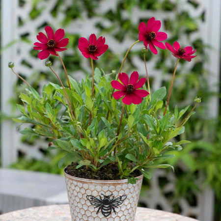 Cosmos Plant 'Cherry Chocolate'