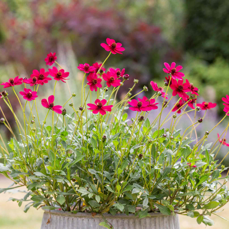 Cosmos Plant 'Cherry Chocolate'