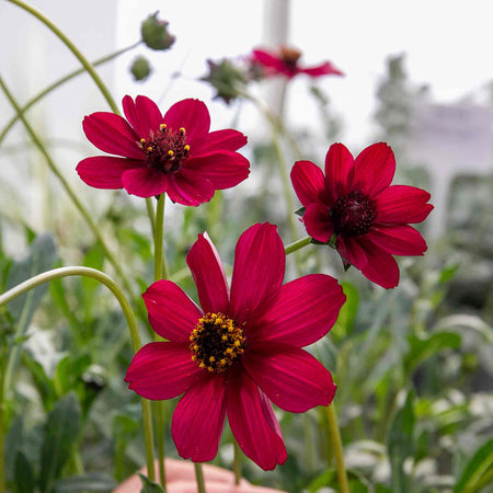 Cosmos Plant 'Cherry Chocolate'