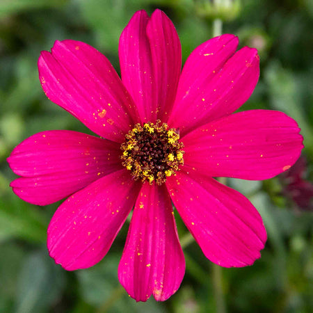 Cosmos Plant 'Cherry Chocolate'