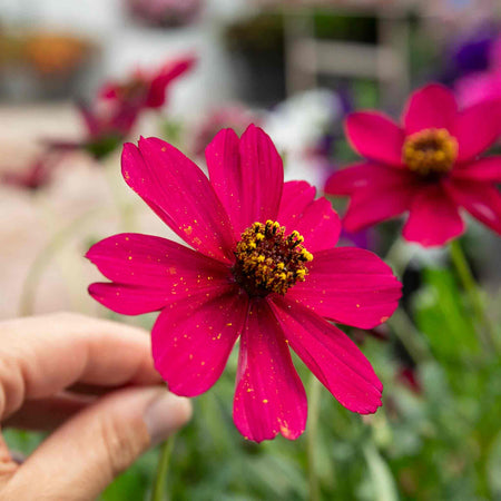 Cosmos Plant 'Cherry Chocolate'