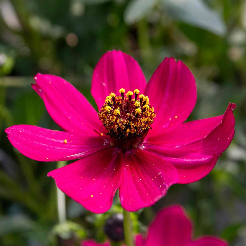 Cosmos Plant 'Cherry Chocolate'