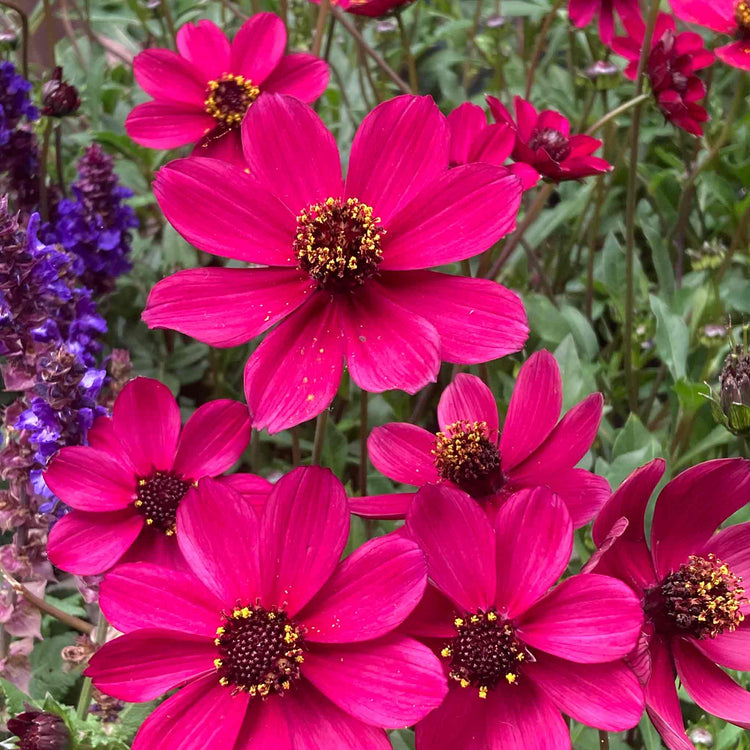 Cosmos Plant 'Cherry Chocolate'