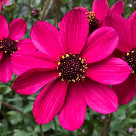 Cosmos Plant 'Cherry Chocolate'