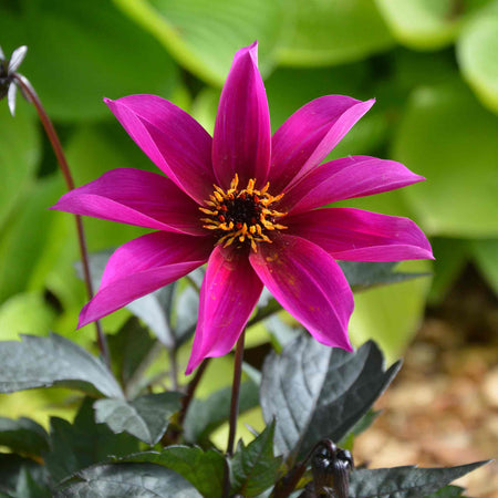 Dahlia Plant 'Mystic Wizard'